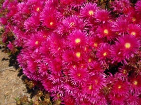 Lampranthus sp